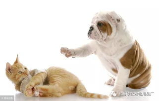 猫狗缠斗2024最新版本下载-猫狗缠斗3d游戏下载v.8.18 猫狗缠斗2024最新版本下载-猫狗缠斗3d游戏下载v.8.18